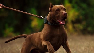 كل ما تريد معرفته عن اشتراطات اصطحاب الكلاب في الشارع