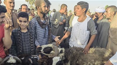 توقف الشراء والبيع بسوق بيع الأضاحي بأسيوط (فيديو)