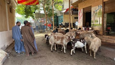 بسبب الأسعار، إقبال ضعيف على شراء الأضاحي بسوق مواشي السيدة زينب (صور) 