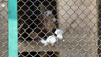 اطفال يرشون الثلوج على البوم بحديقة الحيوان في أول أيام عيد الأضحى (فيديو)