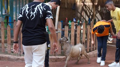 اللعب مع الماعز، أبرز المشاهد بحديقة الحيوان في أول أيام عيد الأضحى (صور)