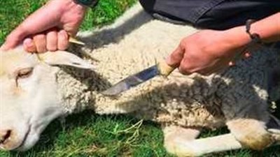 تعرف على آداب الذبح وكيفية اختيار الأضحية طبقا للشريعة الإسلامية