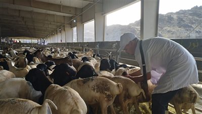 البعثة البيطرية المصرية تشارك في الإشراف على 750 ألف أضحية بالأراضي المقدسة 