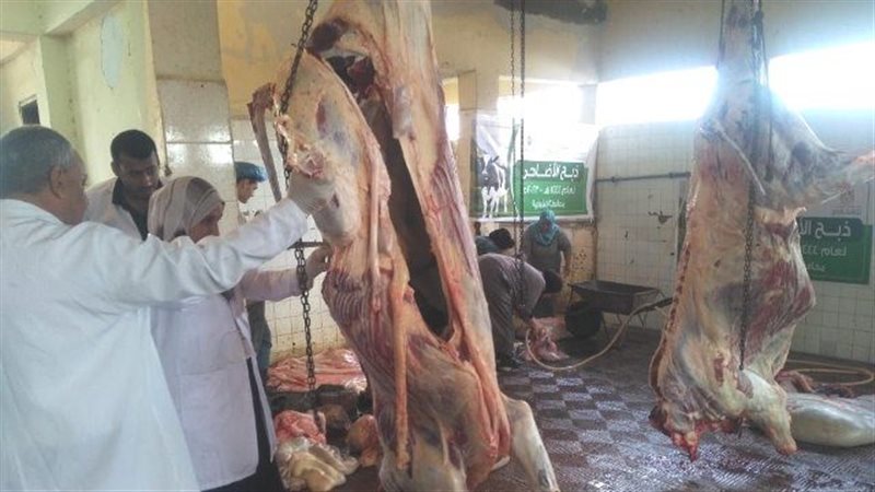 ذبح 30 راس ماشية