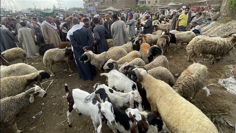 الأضاحى، فيتو 