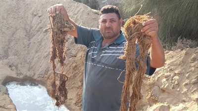  مياه القناة: استخراج جذور الأشجار من شبكات منطقة المنشار بالإسماعيلية (صور)