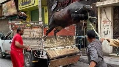 أبرز مشاهد هروب الأضاحي، سقوط عجل من الطابق الرابع بدمنهور، وخبير ثروة حيوانية يكشف الأسباب