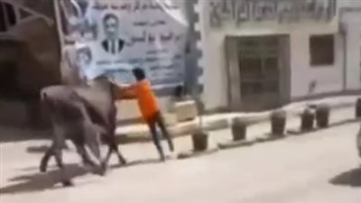 عجل يقتحم مجلس مدينة في المنوفية (فيديو)