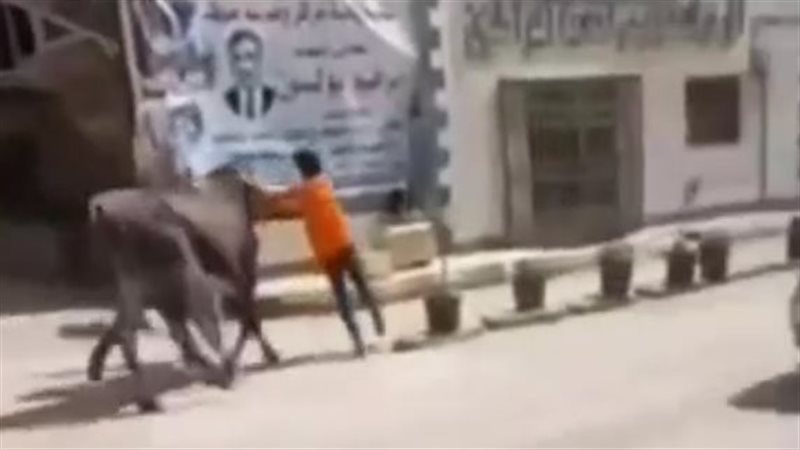 العجل قبل اقتحامه