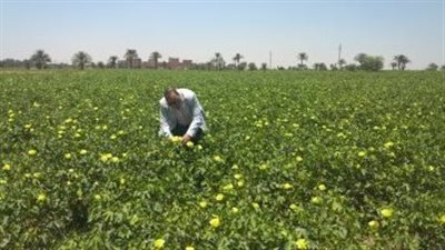 خطة للتصدير.. زراعة 2000 فدان أقطان ملونة | فيديو