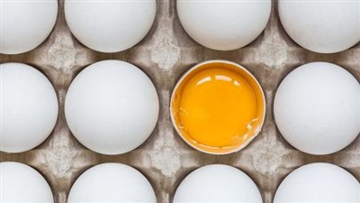 إنعاش حياة جنين دجاجة داخل بيضة مفتوحة | فيديو