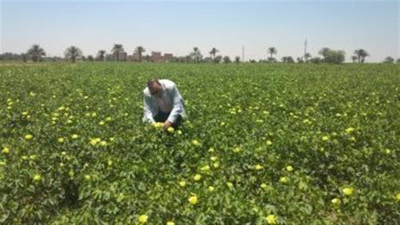 القطن الملون