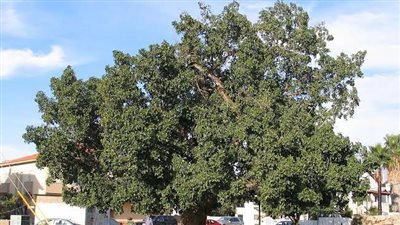 «جميزة قنا».. أصلها ثابت وفي فروعها الشفاء.. عمرها 500 عام وتفرز مادة بيضاء تعالج «حب الشباب»