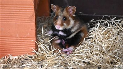 مستر جوكس.. فأر خارق يتفوق على كبار المستثمرين بتداول العملات الرقمية | فيديو