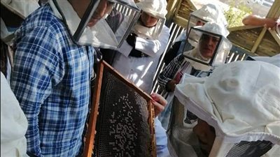 برنامج تدريبي لجامعة قناة السويس على إنتاج عسل النحل | صور 
