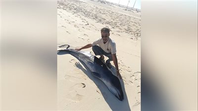 العثور على دولفين نافق بأحد شواطئ مطروح |صور