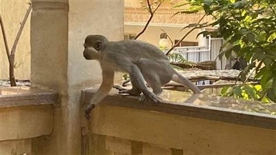 الزراعة عن انتشار القرود فى حدائق الأهرام: هنتواصل مع المسئولين| فيديو