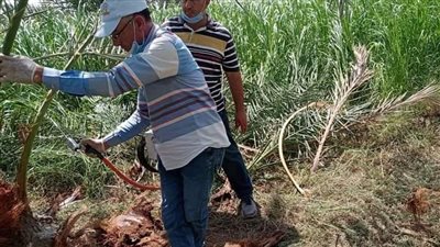 الوادي الجديد تواصل مكافحة السوسة الحمراء بمزارع النخيل 