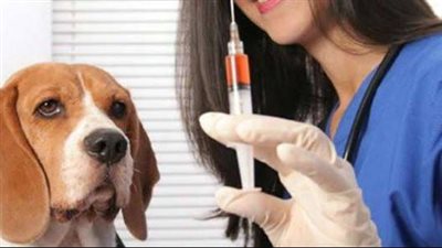 ماذا تفعل لو تعرضت للعقر من كلب.. الصحة تجيب 