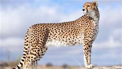 بعد تراجع أعداده بنسبة 90%.. ولادة أنثى من النمر العربي المهدد بالانقراض | فيديو