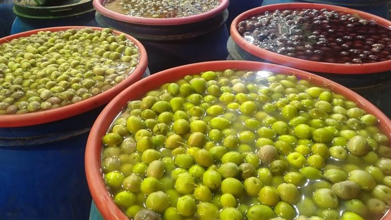 زيتون مطروح