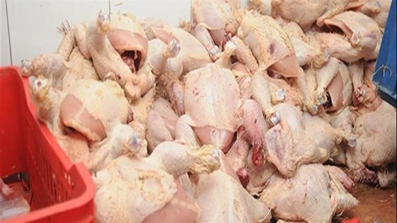 دواجن فاسدة
