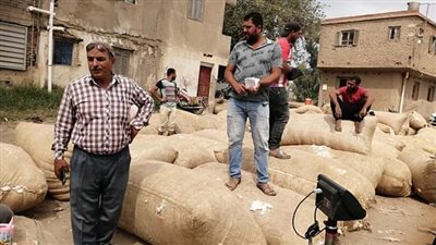 سعره وصل 5185 للقنطار.. القطن في عيد بالدقهلية 
