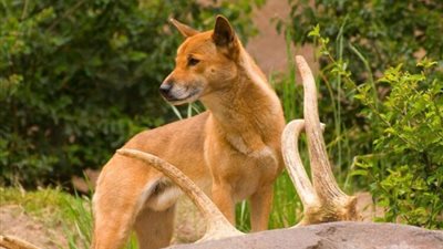 نوع من الكلاب كان يُعتقد أنه منقرض منذ 40 سنة يعاود الظهور