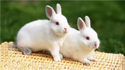 سيدة بريطانية تحمل وتضع 15 أرنبا، ما القصة ؟