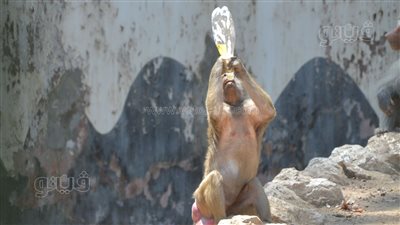 المياه والكابات وسيلة زوار حديقة الحيوان لمواجهة الحر في ثالث أيام العيد (صور)