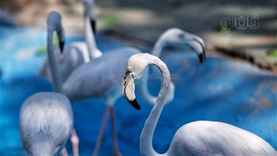 حيوانات أبهرت زوار الحديقة بالجيزة في ثالث أيام عيد الأضحى (صور)