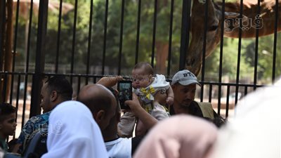 الأسئلة الشائكة حول تطوير حديقة الحيوان وإجاباتها (إنفوجراف) 