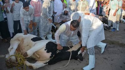 ذبح 463 أضحية بمجازر الوادي الجديد خلال أيام عيد الأضحى 