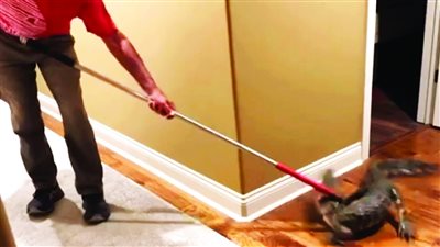 تمساح يباغت زوجين أمريكيين أثناء نومهما 