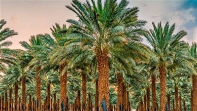 تفسير رؤيا النخل في المنام وعلاقتها بطول العمر والصحة والرزق 