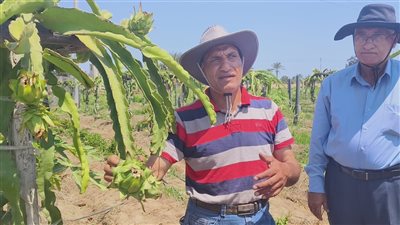 الدراجون، نبات صباري من الأسطح إلى حقول الدقهلية (فيديو وصور)