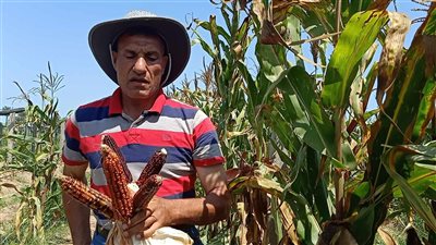  أول زراعة ناجحة للذرة الملونة في الدقهلية، غنية بالسكريات والبروتين ودورة زراعتها 90 يوما (فيديو وصور) 