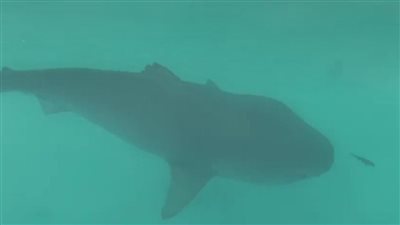 أمريكي تائه في المحيط منذ 33 يومًا ينجو من أنياب قرش