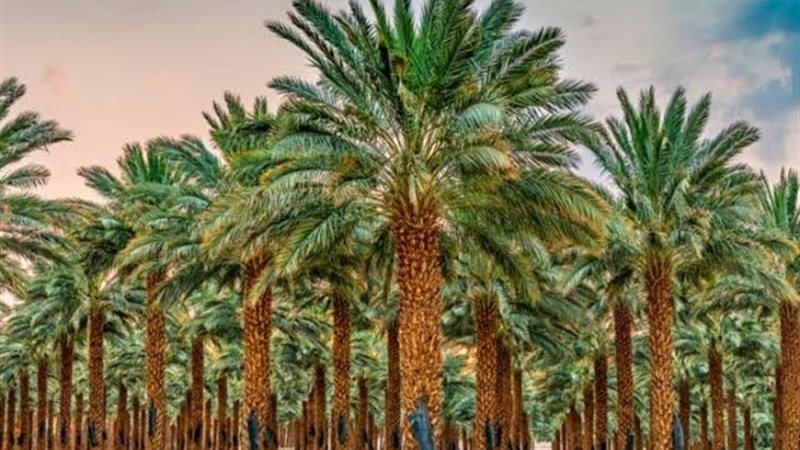 تفسير رؤية النخل