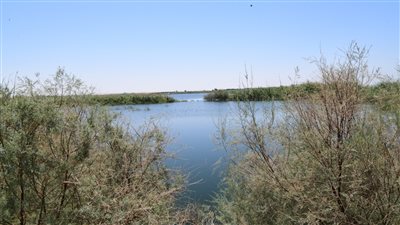 الصور الأولى لموقع انهيار أحد أحواض الغابة الشجرية بقنا