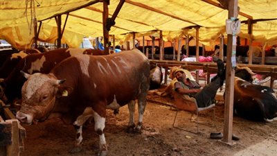 تركيا تعلن إصابة 30 ألف مواطن في حوادث ذبح الأضاحي خلال العيد