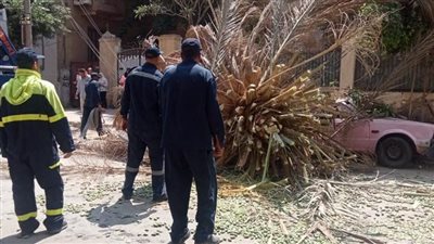 التنمية المحلية تستجيب لشكوى ابنة شقيق العقاد بعد سقوط نخلة بحديقة منزله 