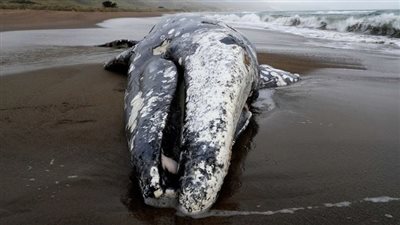 علماء يحذرون من تناقص أعداد الحيتان الرمادية بالمحيط الهادئ