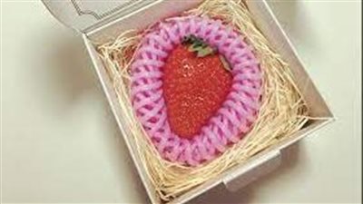 فراولة كوتوكا اليابانية.. الأغلى عالميًا 