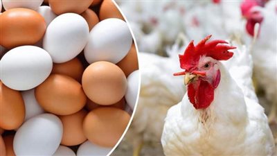 ارتفاع أسعار الدواجن والبيض اليوم، 6 جنيهات زيادة في سعر الفراخ الحمراء