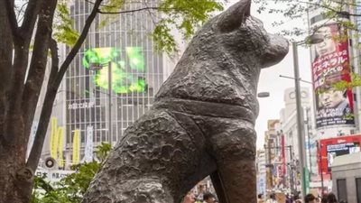 مئوية هاتشيكو، الكلب الأكثر إخلاصا