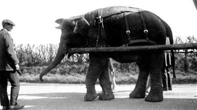 علماء الآثار في بريطانيا يبدأون مهمة للبحث عن جيفة فيل 