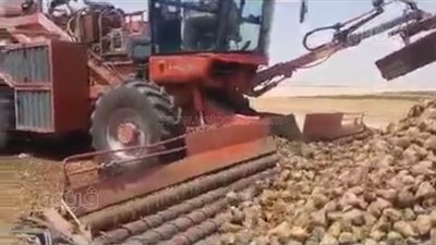 لأول مرة وبإنتاجية مُبشرة، الوادي الجديد تبدأ حصاد 13 ألف فدان من بنجر السكر