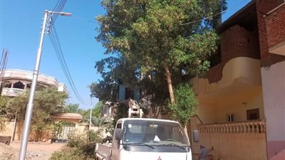 حملة لتهذيب الأشجار في الوادي الجديد