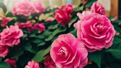  تفسير حلم الورد في المنام وعلاقته بكسب الأموال في وقت قريب 